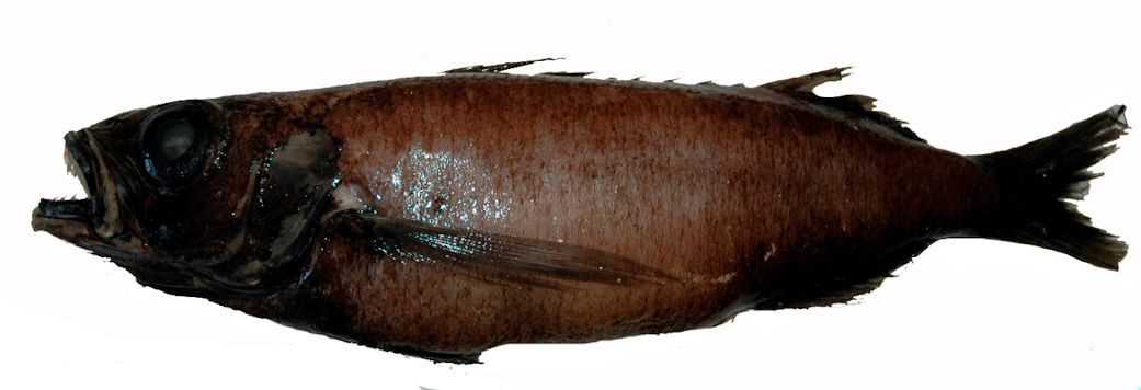 Scombrolabrax heterolepis_02.jpg
